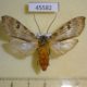 45582p-Arctiidae-Halysidota-ata-Dominicana-8