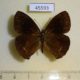 45593p-Satyridae-Calisto-pulchella-pulchella-Dominicana-4