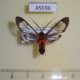 45596p-Arctiidae-Cosmosoma-auge-Dominicana-10