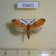 45601p-Arctiidae-Correbidia-terminalis-Dominicana-5