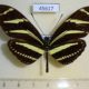 45617p-Heliconiidae-Heliconius-charitonia-simulator-Dominicana-10
