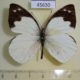 45630p-Pieridae-Appias-indra-plana-Borneo-3