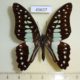 45637p-Papilionidae-Graphium-evemon-Borneo-6