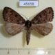 45658p-Geometridae-sp.-Costa-Rica-5