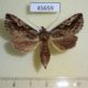 45659p-Notodontidae-Ankale-manacoides-Costa-Rica-6