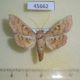 45662p-Crambidae-sp.-Costa-Rica-6