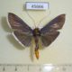 45666p-Pyralidae-Omiodes-fulvicauda-Costa-Rica-6