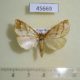 45669p Crambidae Lancia sp. Costa Rica $4