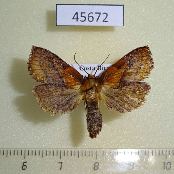 Moth sp. Costa Rica