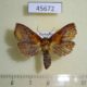 45672p-Moth-sp.-Costa-Rica-6