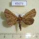 45673p-Noctuidae-sp.-Costa-Rica-4