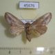 45676p Notodontiidae Disphragis hemicera Costa Rica $6