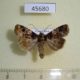 45680p-Noctuidae-Hampsonodes-confisa-Costa-Rica-5
