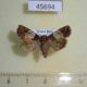 45694p Noctuidae Hampsonodes naevia Costa Rica $6