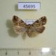 45695p-Noctuidae-Elaphria-marmorata-Costa-Rica-6