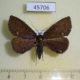 45706p-Noctuidae-sp.-Costa-Rica-4