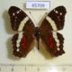 45709p Nymphalidae Anartia fatima Costa Rica $4