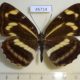 45714p-Nymphalidae-Neptis-thisbe-Primorye-6