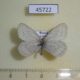 45722p-Satyridae-Tryphisa-nervosa-glacialis-f-Tyva-rep.-6
