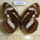 45743p-Nymphalidae-Limenitis-doerriesi-f-Primorye-6