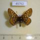 45762p-Nymphalidae-Euphydryas-aurinia-Tyva-rep.-6