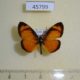 45799p-Nymphalidae-Tegosa-anieta-anieta-Costa-Rica-4