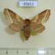 45812p-Lasiocampidae-Malacosoma-castrense-f-Ryazan-reg.-6