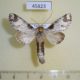 45823p-Notodontidae-Sericochroa-arecosa-Costa-Rica-8