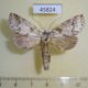 45824p-Notodontidae-Meragisa-politioides-Costa-Rica-7