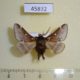 45832p-Lasiocampidae-Eriogaster-lanestris-Moscow-reg.-5