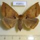 45851p-Noctuidae-Celiptera-levina-f-Dominicana-7