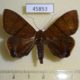 45853p-Noctuidae-Dyomyx-inferior-Dominicana-9