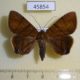 45854p-Noctuidae-Dyomyx-inferior-Dominicana-10