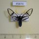 45870p-Arctiidae-Nyridela-chalciope-Dominicana-15