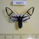 45871p-Arctiidae-Nyridela-chalciope-Dominicana-15