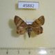 45882p-Noctuidae-Eulepidotis-addens-Dominicana-7