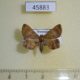 45883p-Noctuidae-Eulepidotis-addens-Dominicana-7
