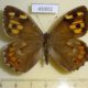 45902p-Satyridae-Hipparchia-pellucida-f-Georgia-10