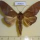 45919p-Notodontidae-Hapigia-simplex-Costa-Rica-8
