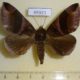 45921p-Noctuidae-Dysgonia-purpurata-Costa-Rica-9
