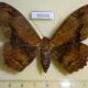 45926p Noctuidae Feigeria mycerina f Dominicana $10