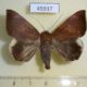 45937p-Noctuidae-Achaea-stumpffii-Madagascar-12