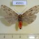 45951p-Arctiidae-Phryganopteryx-incerta-Madagascar-7