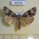 45976p-Noctuidae-Craniophora-praeclara-Primorye-5