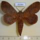 45984p-Lasiocampidae-Prorifrons-antonia-Costa-Rica-12