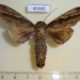 45985p-Notodontidae-Ophitis-adusta-Costa-Rica-5