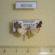46048p-Noctuidae-Tarache-tetragona-Dominicana-8