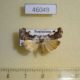 46049p-Noctuidae-Tarache-tetragona-f-Dominicana-20