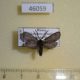 46059p-Zygaenidae-Rhagades-pruni-Khakassia-rep.-7