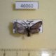 46060p-Zygaenidae-Rhagades-pruni-Khakassia-rep.-7